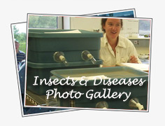 Insects & Diseases Photo Gallery