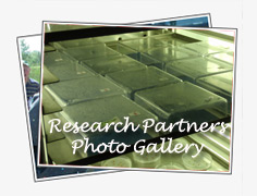 Insects & Diseases Photo Gallery