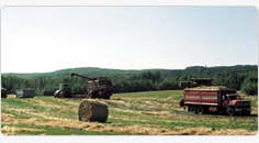 Vintage Seed Forage Information